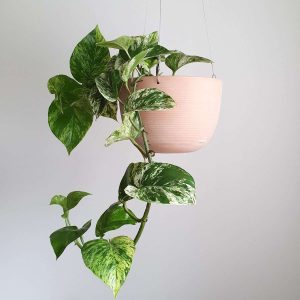 Hanging Pot, White-washed Terracotta