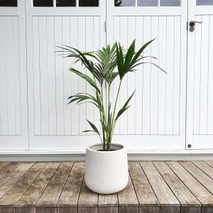 Tall Kentia Palm in White