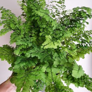 Maidenhair Fern ‘Ocean Spray’ Foliage