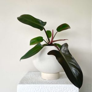 Philodendron bipennifolium ‘Red Violin’