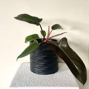 Philodendron bipennifolium ‘Red Violin’ in black Philodendron bipennifolium ‘Red Violin’