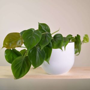 Heart Leaf Philodendron