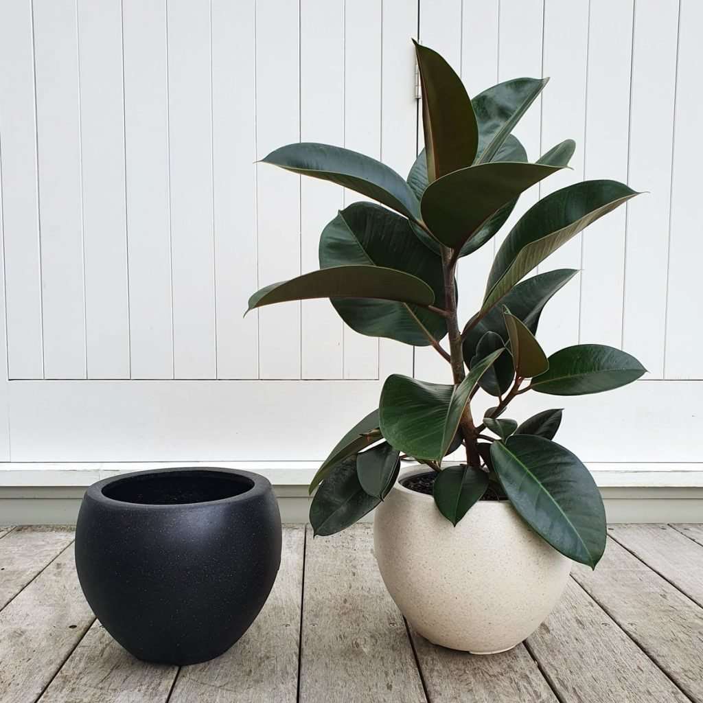 Rubber Tree (Ficus Robusta) in the choice of a Black or White Pot