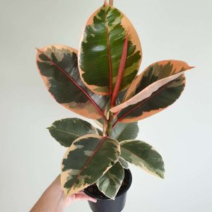 Ficus Ruby plant