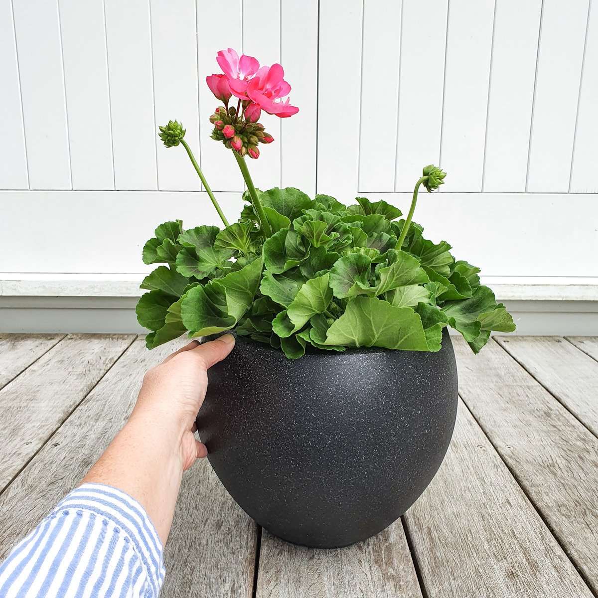 Patio Colour Pop, Hot Pink
