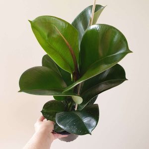 Ficus Sofia rubber tree plant