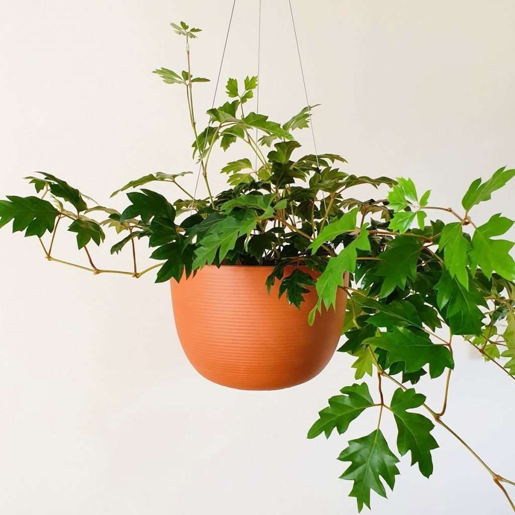 Hanging Terracotta Pot look great