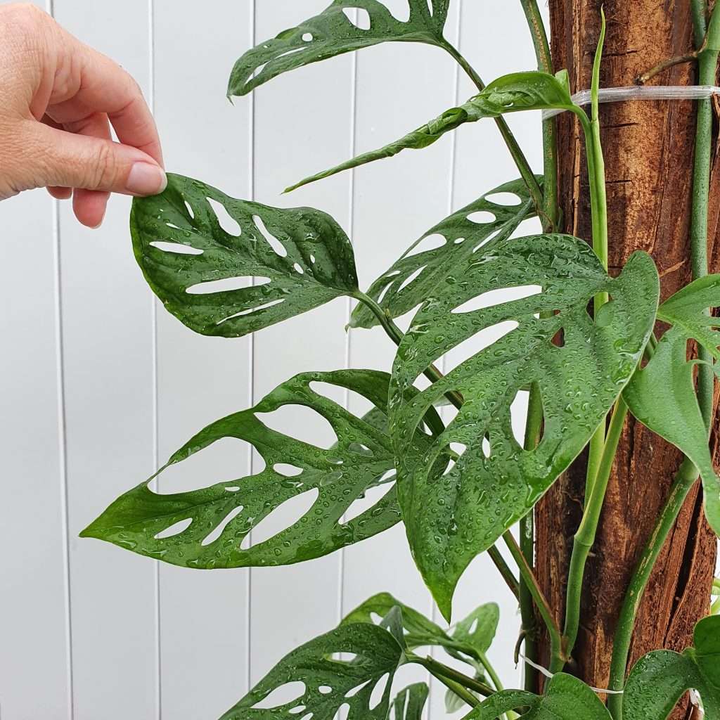 Monstera Adansonii Swiss Cheese Vine leaves