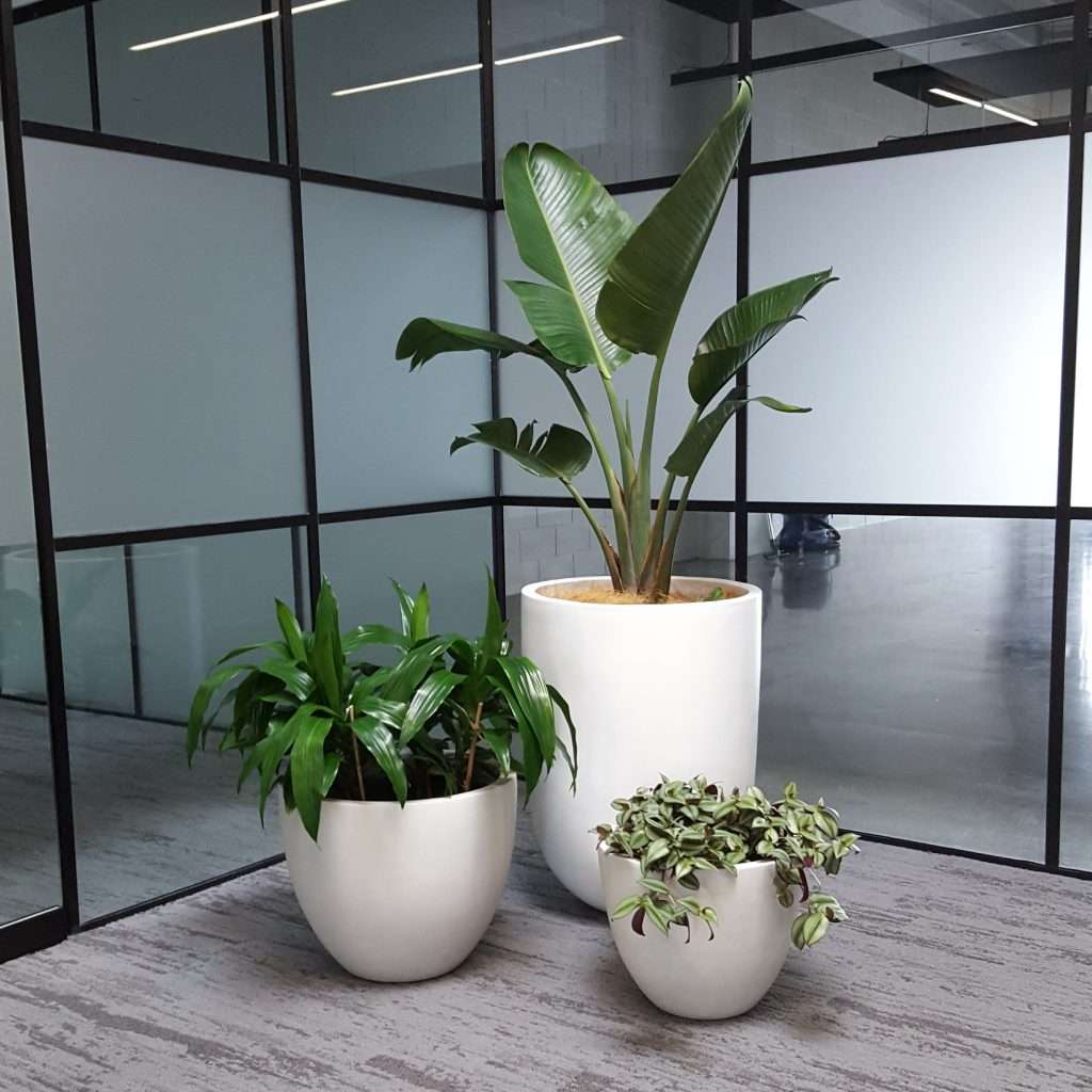 plant and pot nz