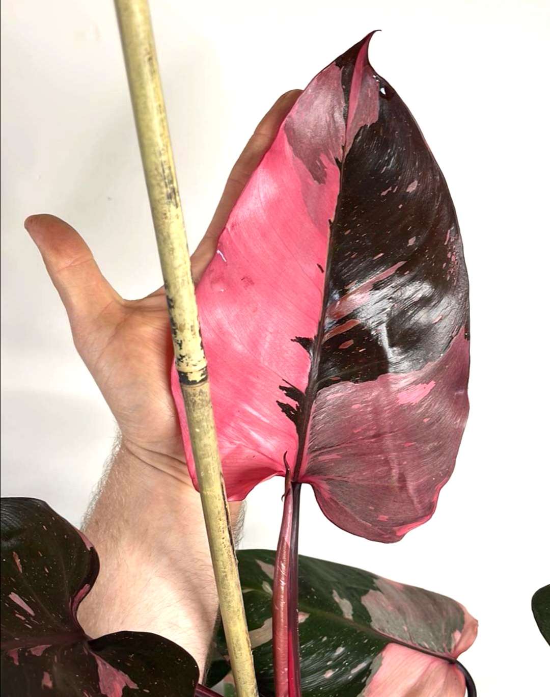 Philodendron Pink Princess - Image 2