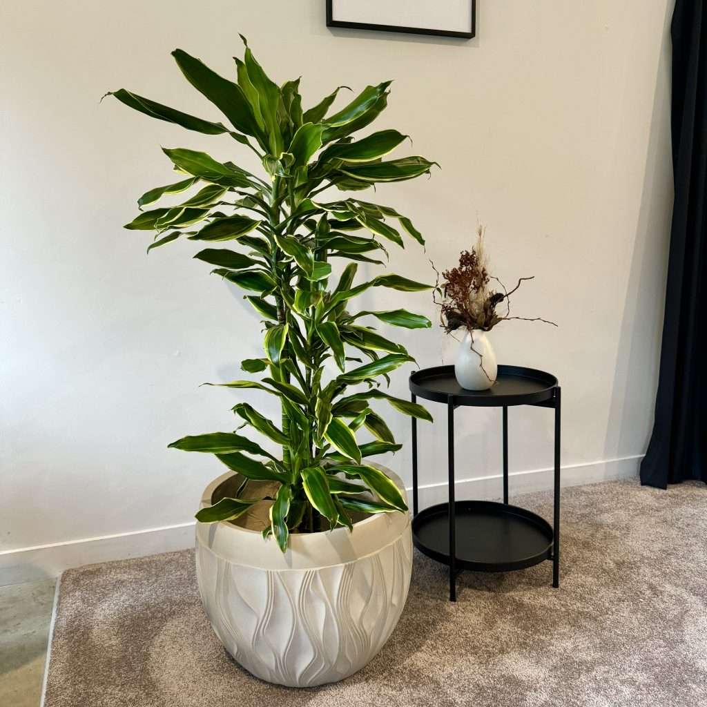 Sombrero planter