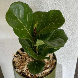 Mini Fiddle Leaf.