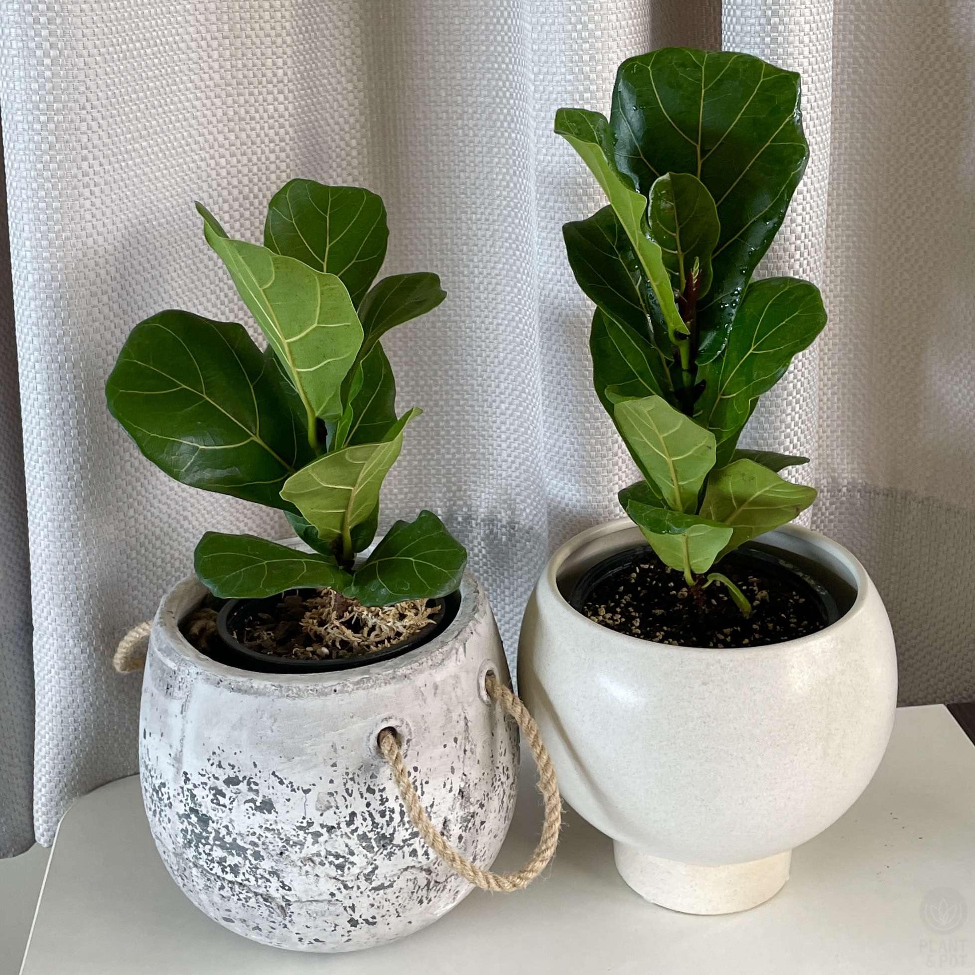 #MiniFiddleLeafFig #FiddleFig #IndoorPlants #TropicalVibes #HouseplantDecor #PlantGoals #SmallSpacePlants #FicusLyrata #PlantAndPotNZ #GreenLiving #PlantInspo