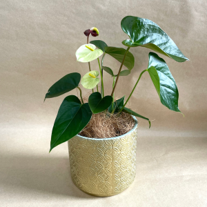 66E43CF7-F462-4C74-8311-FCE367372EED