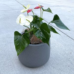 Anthurium Red and White