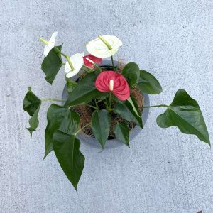 AB98A4CA-4057-45D9-B30D-C79F893AB144 Anthurium Red and White