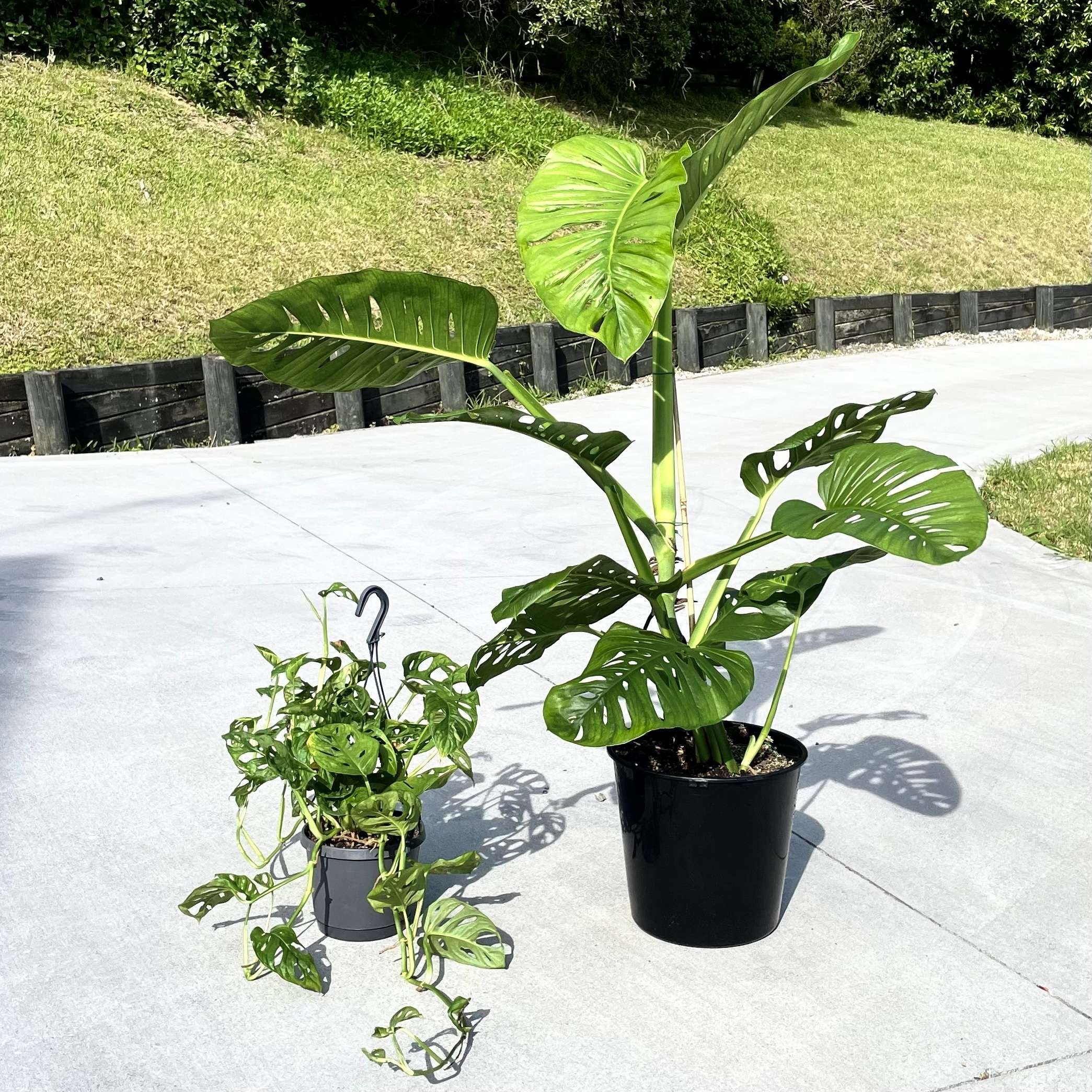 Monkey Mask - Image 2