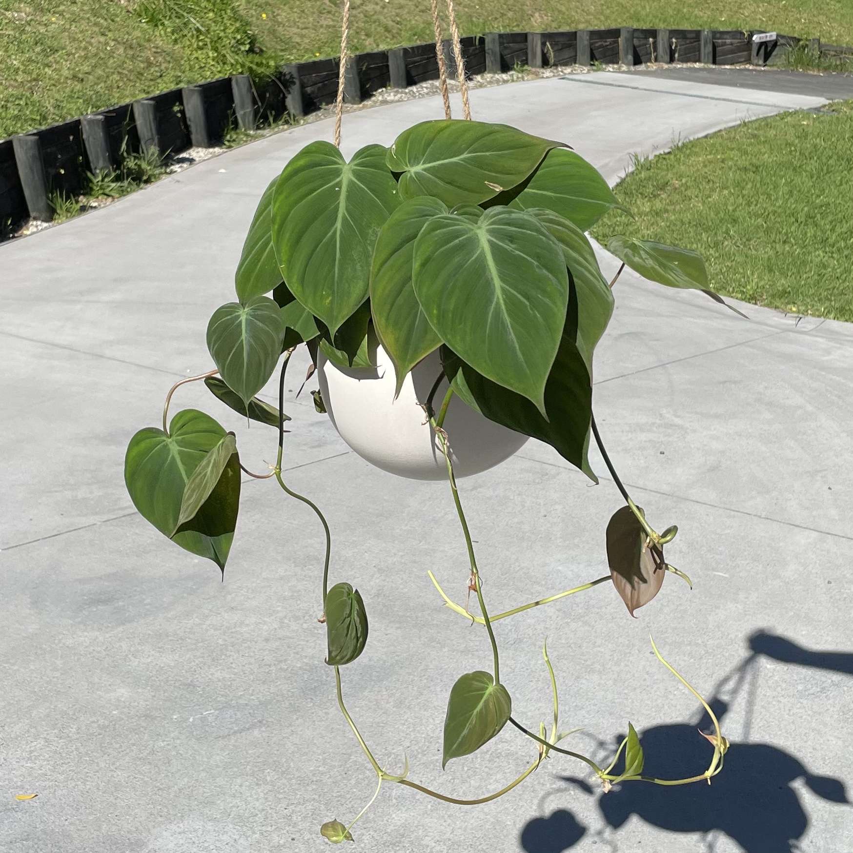 philodendron mican