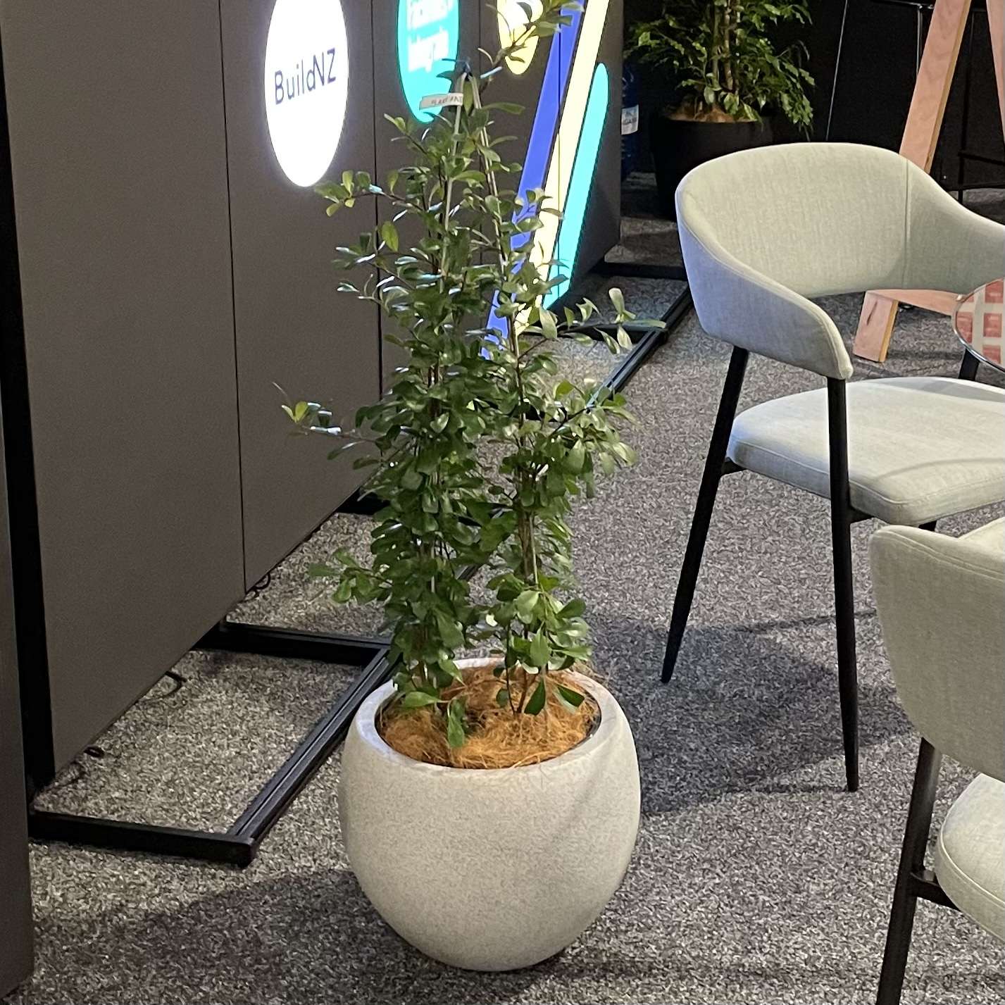 Ficus Triangularis on Native Ponga