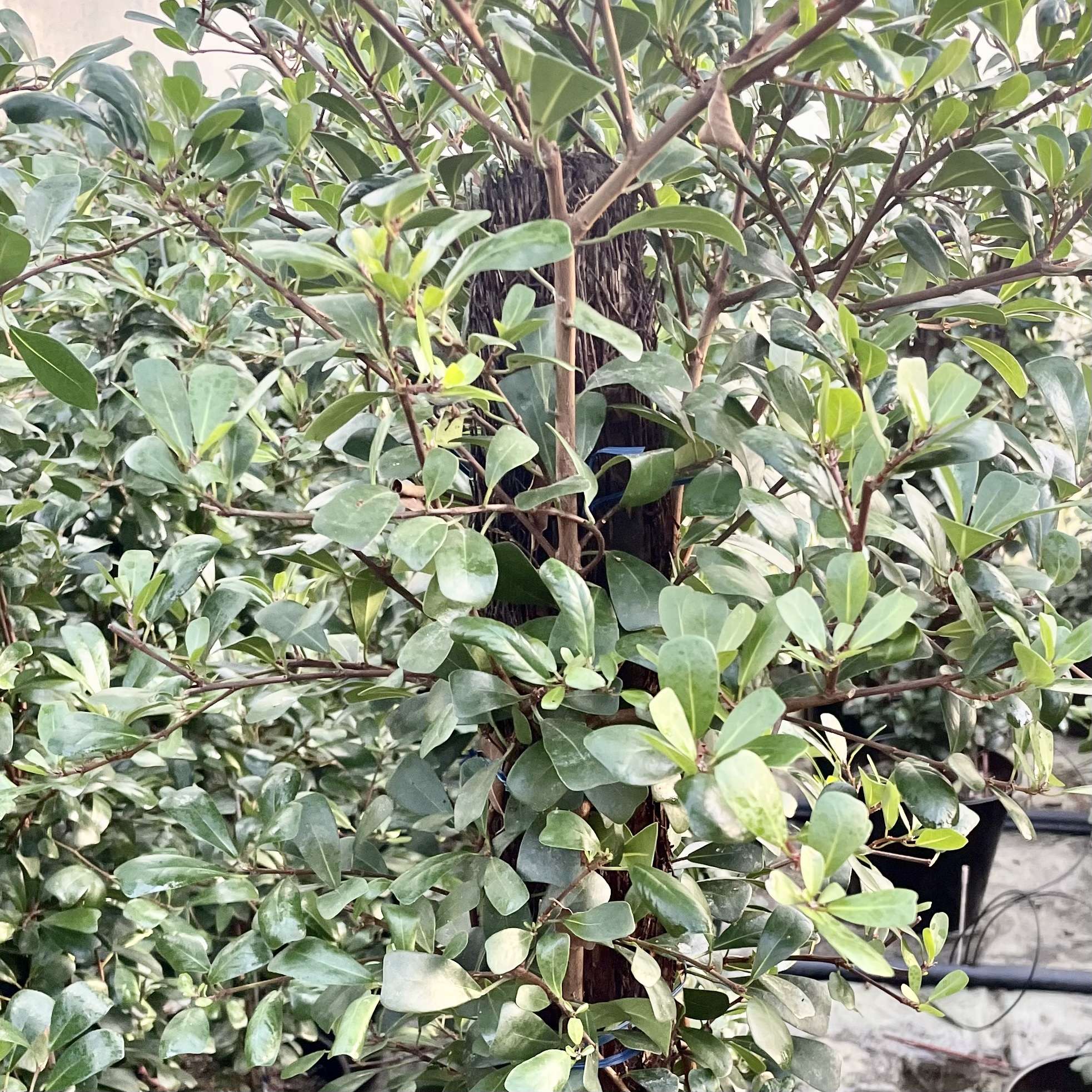 Ficus Triangularis on Native Ponga - Image 2