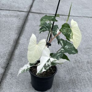 Syngonium podophyllum albo