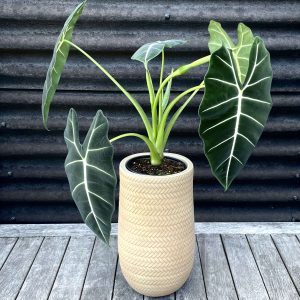 Alocasia Frydek