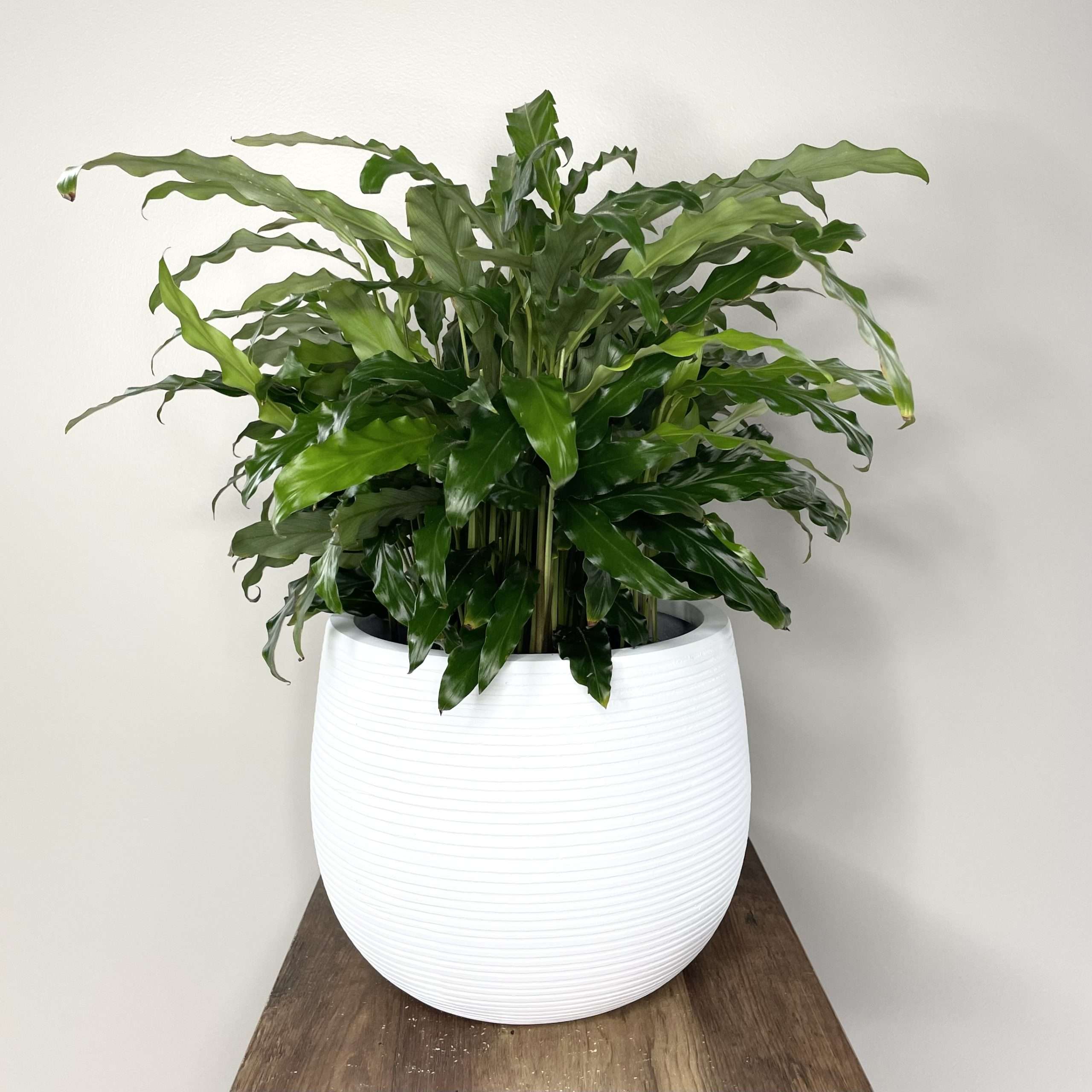 Calathea Bluegrass | Lush Green Foliage - plantandpot.nz