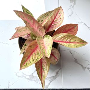 Aglaonema 'Wishes' Pink Houseplant
