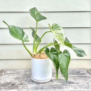 Philodendron giganteum variegated