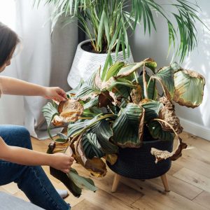 Plant Diagnosis Service - Expert Plant Health