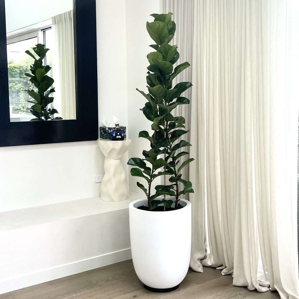 Fiddle fig Bambino