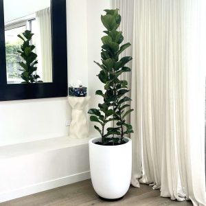 Fiddle fig Bambino