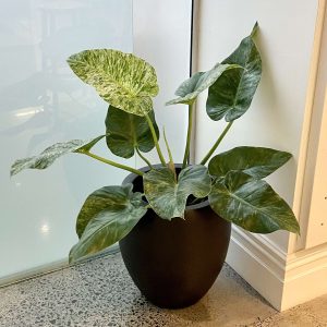 Philodendron Blizzard