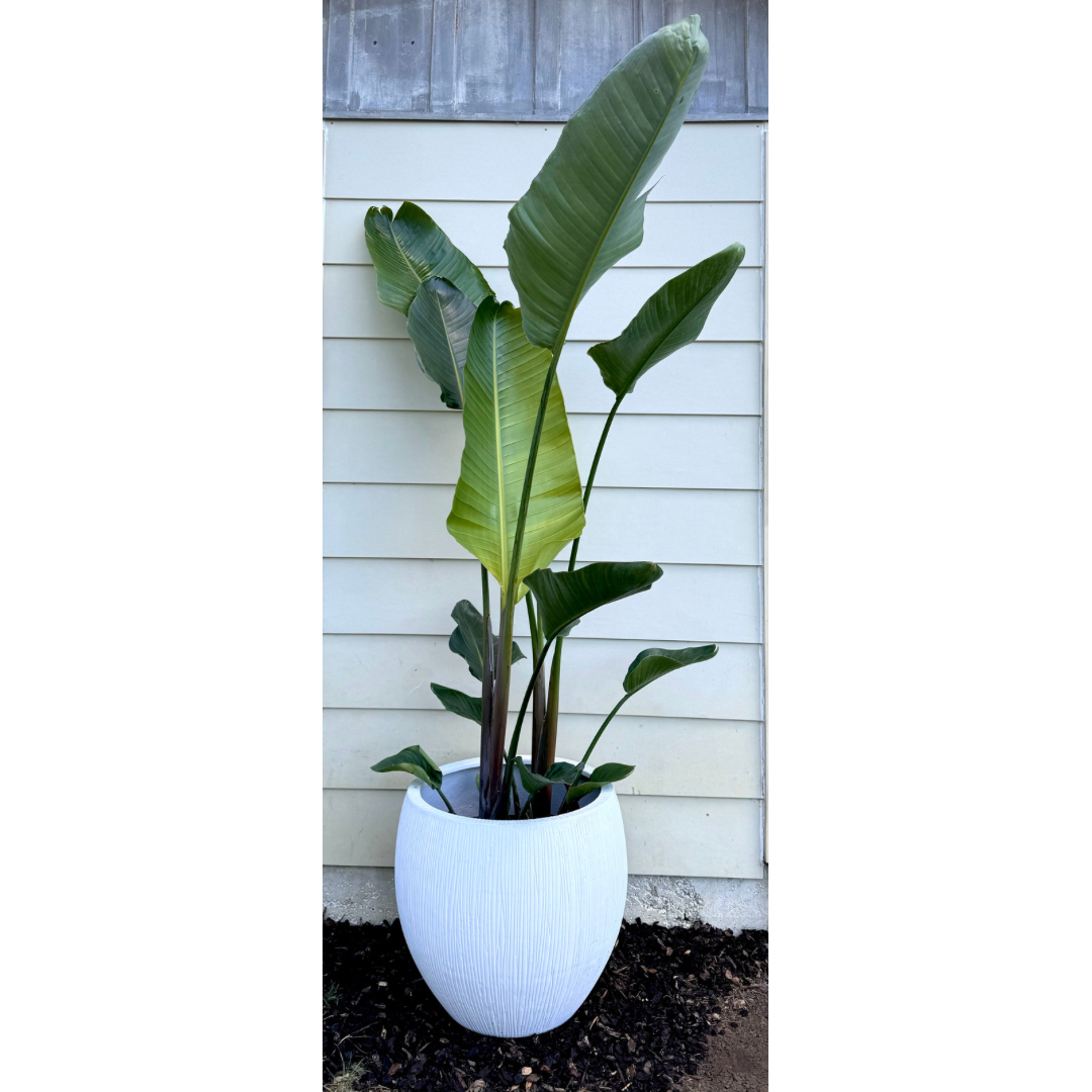 Extra large Bird of Paradise