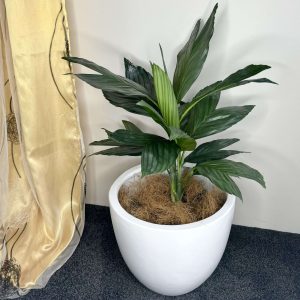 Metallic Palm in egg