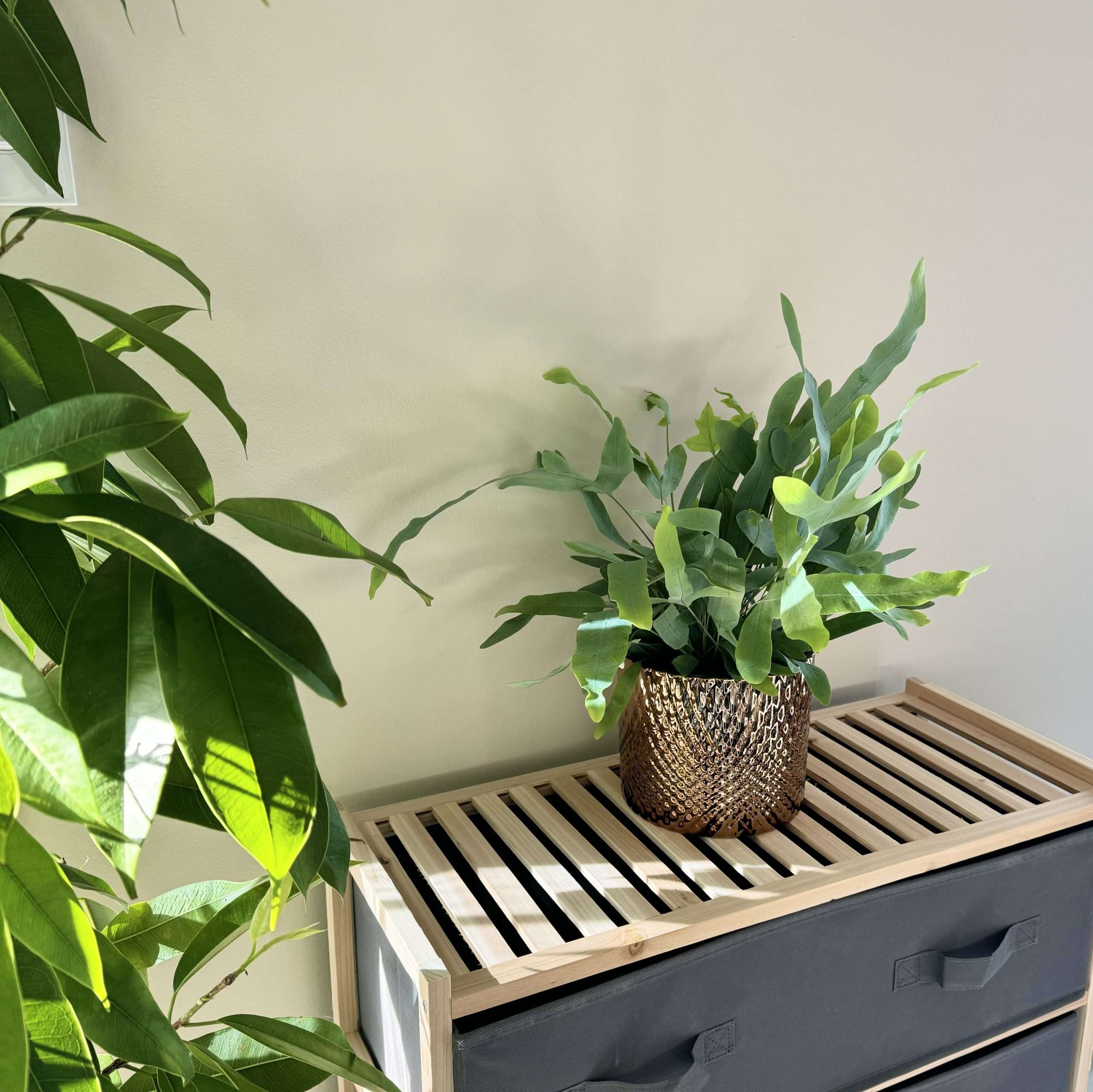 blue star fern in gold