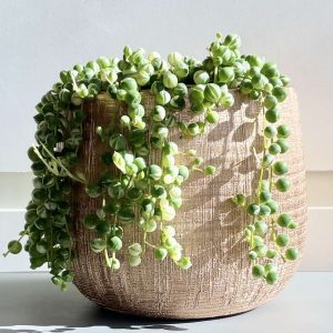 Variegated Senecio rowleyanus - Variegated String of Pearls