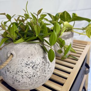 Peperomia cement planter w/rope