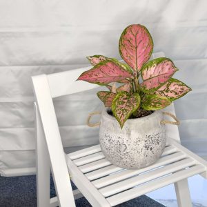 Aglaonema in Cement planter with ropes