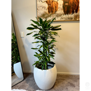 Gold coast in large Ceres