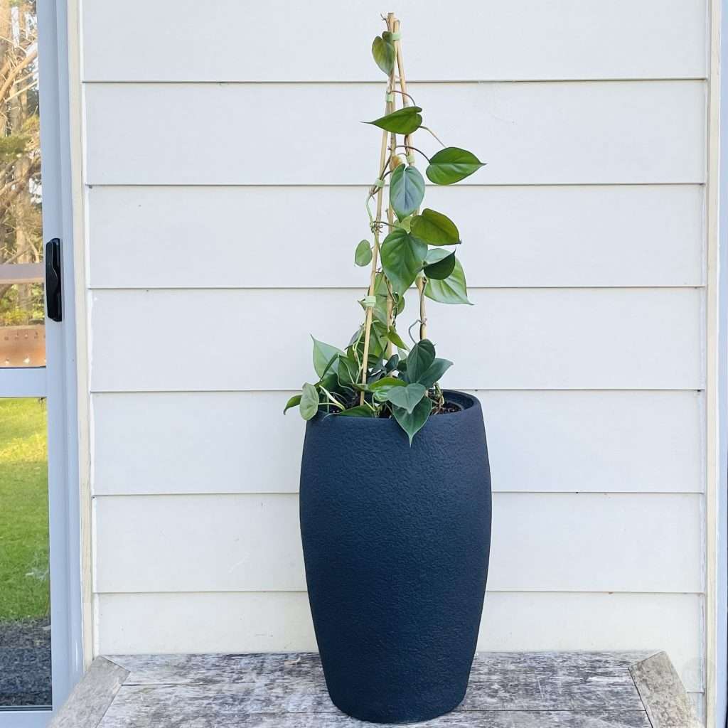 Heat leaf in black Neptune