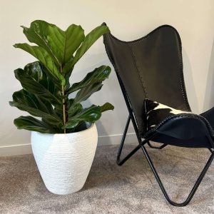 Fiddle leaf 1m tall