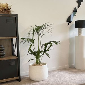 Kentia in Magellanic