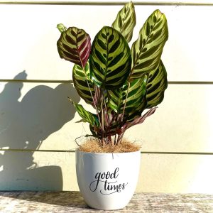 Makoyana in Good times planter