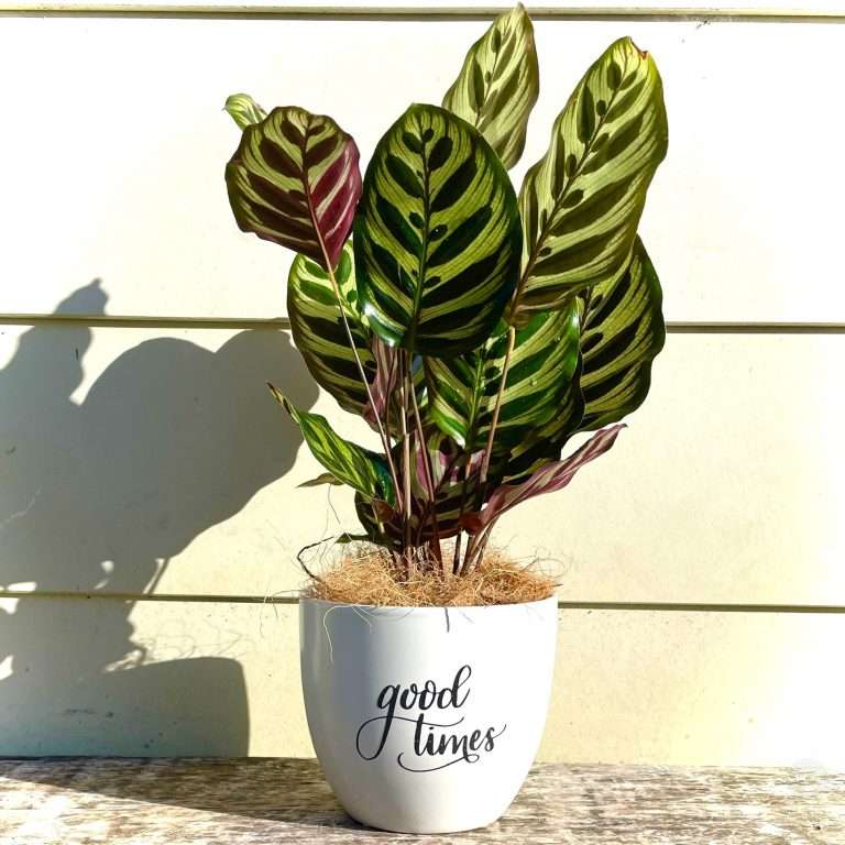 Makoyana in Good times planter