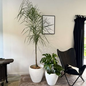 Queen Palm in Triangulum Planter