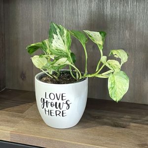 Manjula Pothos in Planter