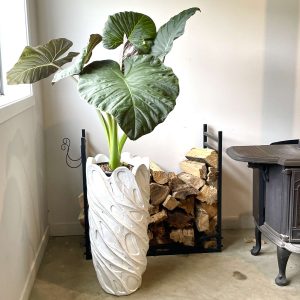 Alocasia in Jupiter Planter