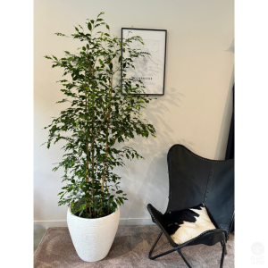 Tall Weeping Fig in White