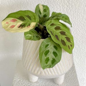 Maranta leuconeura variegata